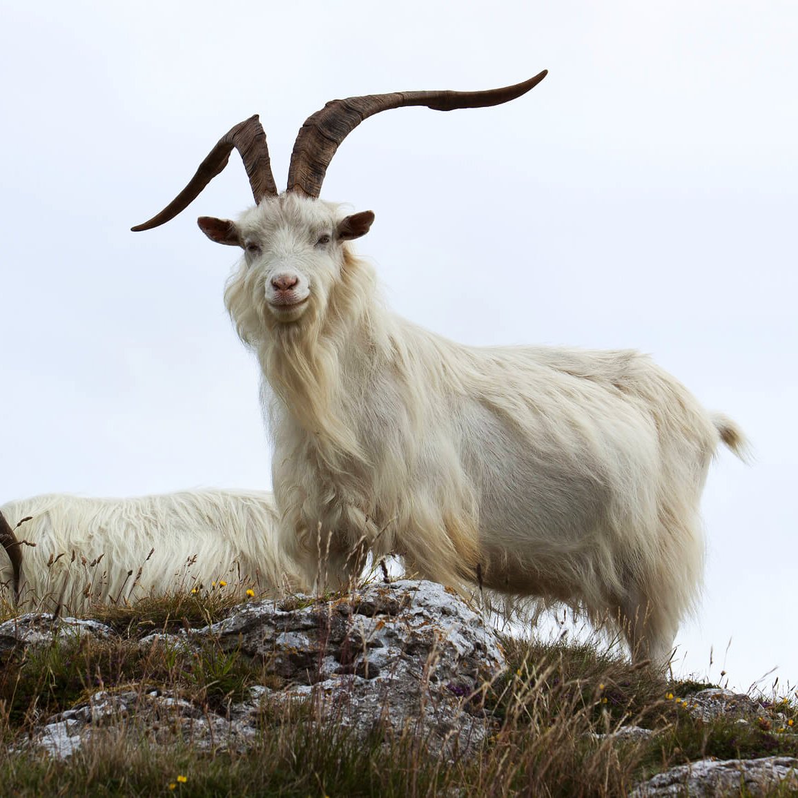Cashmere-goat_2048x2048
